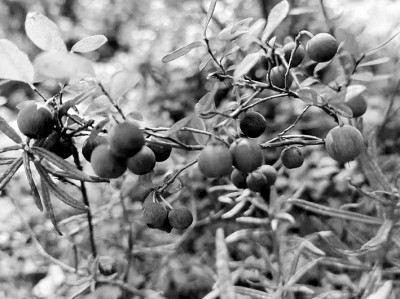 文學(xué)是故鄉(xiāng)映在心田的影子